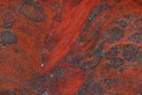 Polished Stromatolite (Collenia) - Minnesota #126095-1